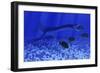 A Plesiosaurus Marine Reptile Attacks a School of Dapedius Fish-Stocktrek Images-Framed Art Print