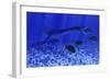 A Plesiosaurus Marine Reptile Attacks a School of Dapedius Fish-Stocktrek Images-Framed Art Print