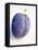 A Plum with Drops of Water-null-Framed Stretched Canvas