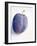 A Plum with Drops of Water-null-Framed Photographic Print