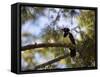 A Plush Crested Jay on a Tree in Bonito, Brazil-Alex Saberi-Framed Stretched Canvas