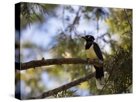 A Plush Crested Jay on a Tree in Bonito, Brazil-Alex Saberi-Stretched Canvas