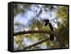 A Plush Crested Jay on a Tree in Bonito, Brazil-Alex Saberi-Framed Stretched Canvas