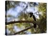 A Plush Crested Jay on a Tree in Bonito, Brazil-Alex Saberi-Stretched Canvas