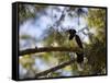 A Plush Crested Jay on a Tree in Bonito, Brazil-Alex Saberi-Framed Stretched Canvas