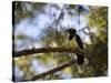 A Plush Crested Jay on a Tree in Bonito, Brazil-Alex Saberi-Stretched Canvas