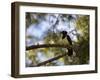 A Plush Crested Jay on a Tree in Bonito, Brazil-Alex Saberi-Framed Photographic Print