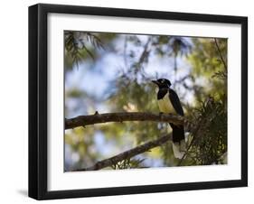 A Plush Crested Jay on a Tree in Bonito, Brazil-Alex Saberi-Framed Photographic Print