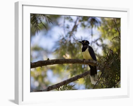 A Plush Crested Jay on a Tree in Bonito, Brazil-Alex Saberi-Framed Photographic Print