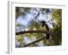 A Plush Crested Jay on a Tree in Bonito, Brazil-Alex Saberi-Framed Photographic Print