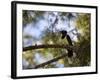 A Plush Crested Jay on a Tree in Bonito, Brazil-Alex Saberi-Framed Photographic Print