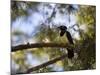 A Plush Crested Jay on a Tree in Bonito, Brazil-Alex Saberi-Mounted Photographic Print