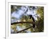 A Plush Crested Jay on a Tree in Bonito, Brazil-Alex Saberi-Framed Photographic Print