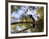 A Plush Crested Jay on a Tree in Bonito, Brazil-Alex Saberi-Framed Photographic Print