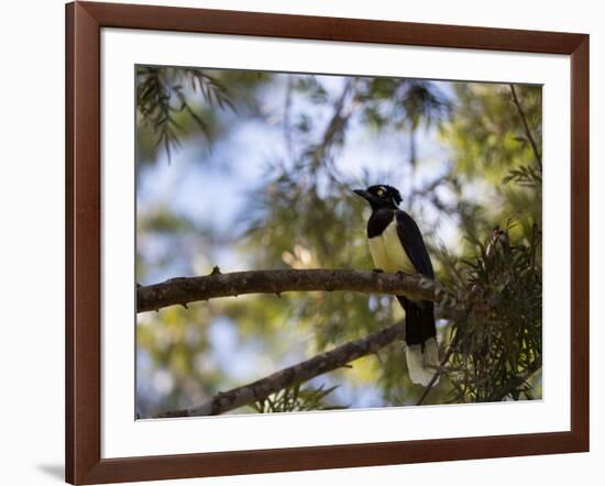 A Plush Crested Jay on a Tree in Bonito, Brazil-Alex Saberi-Framed Photographic Print