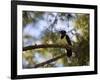 A Plush Crested Jay on a Tree in Bonito, Brazil-Alex Saberi-Framed Photographic Print