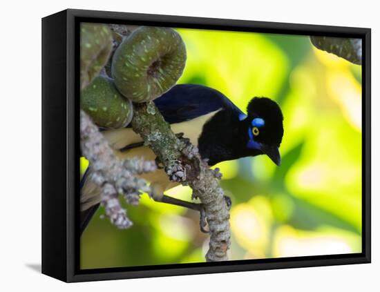 A Plush-Crested Jays, Cyanocorax Chrysops, Near Iguazu Falls-Alex Saberi-Framed Stretched Canvas