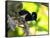 A Plush-Crested Jays, Cyanocorax Chrysops, Near Iguazu Falls-Alex Saberi-Framed Stretched Canvas