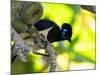 A Plush-Crested Jays, Cyanocorax Chrysops, Near Iguazu Falls-Alex Saberi-Mounted Premium Photographic Print