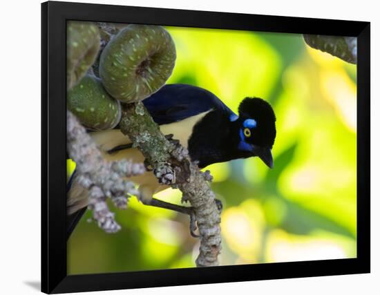 A Plush-Crested Jays, Cyanocorax Chrysops, Near Iguazu Falls-Alex Saberi-Framed Premium Photographic Print