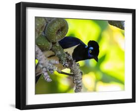 A Plush-Crested Jays, Cyanocorax Chrysops, Near Iguazu Falls-Alex Saberi-Framed Photographic Print