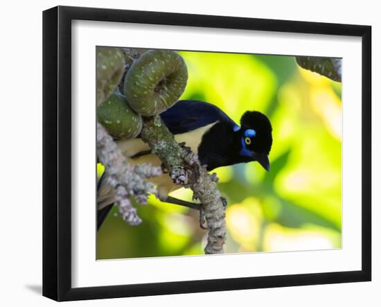 A Plush-Crested Jays, Cyanocorax Chrysops, Near Iguazu Falls-Alex Saberi-Framed Photographic Print