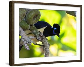 A Plush-Crested Jays, Cyanocorax Chrysops, Near Iguazu Falls-Alex Saberi-Framed Photographic Print