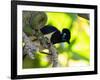 A Plush-Crested Jays, Cyanocorax Chrysops, Near Iguazu Falls-Alex Saberi-Framed Photographic Print