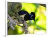 A Plush-Crested Jays, Cyanocorax Chrysops, Near Iguazu Falls-Alex Saberi-Framed Photographic Print