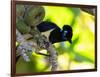 A Plush-Crested Jays, Cyanocorax Chrysops, Near Iguazu Falls-Alex Saberi-Framed Photographic Print