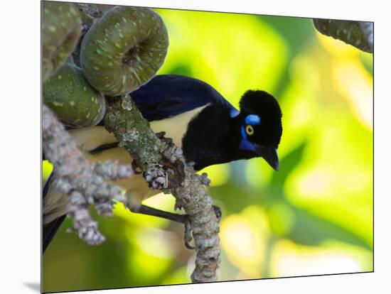 A Plush-Crested Jays, Cyanocorax Chrysops, Near Iguazu Falls-Alex Saberi-Mounted Photographic Print