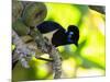 A Plush-Crested Jays, Cyanocorax Chrysops, Near Iguazu Falls-Alex Saberi-Mounted Photographic Print