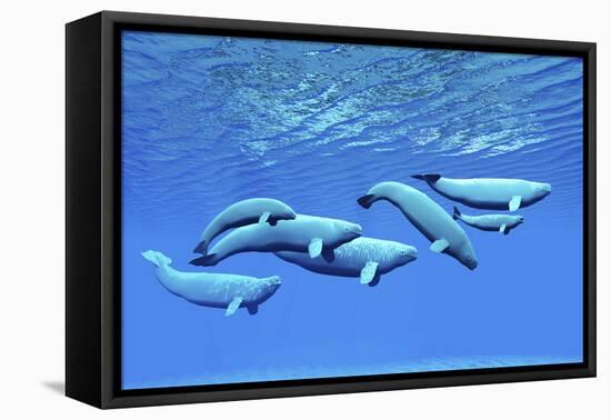 A Pod of Beluga Whales Swim Together Near the Surface-null-Framed Stretched Canvas