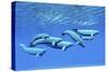 A Pod of Beluga Whales Swim Together Near the Surface-null-Stretched Canvas