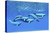 A Pod of Beluga Whales Swim Together Near the Surface-null-Stretched Canvas