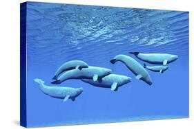 A Pod of Beluga Whales Swim Together Near the Surface-null-Stretched Canvas