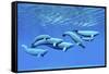 A Pod of Beluga Whales Swim Together Near the Surface-null-Framed Stretched Canvas