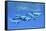 A Pod of Beluga Whales Swim Together Near the Surface-null-Framed Stretched Canvas