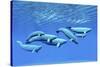 A Pod of Beluga Whales Swim Together Near the Surface-null-Stretched Canvas