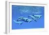 A Pod of Beluga Whales Swim Together Near the Surface-null-Framed Premium Giclee Print