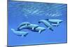 A Pod of Beluga Whales Swim Together Near the Surface-null-Mounted Premium Giclee Print