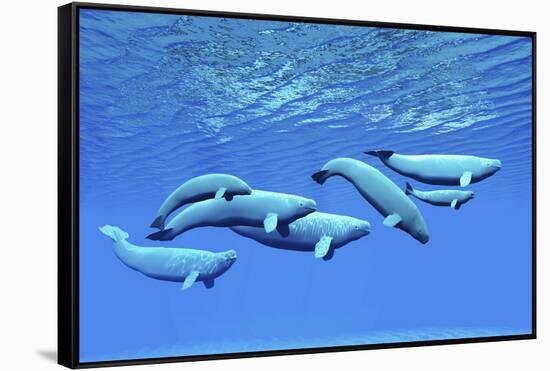 A Pod of Beluga Whales Swim Together Near the Surface-null-Framed Stretched Canvas