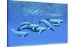 A Pod of Beluga Whales Swim Together Near the Surface-null-Stretched Canvas