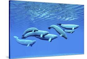 A Pod of Beluga Whales Swim Together Near the Surface-null-Stretched Canvas