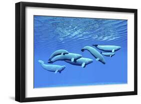 A Pod of Beluga Whales Swim Together Near the Surface-null-Framed Art Print