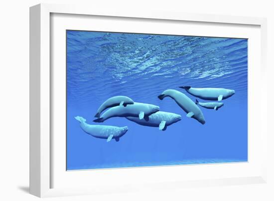 A Pod of Beluga Whales Swim Together Near the Surface-null-Framed Art Print