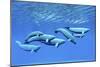 A Pod of Beluga Whales Swim Together Near the Surface-null-Mounted Art Print