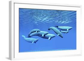 A Pod of Beluga Whales Swim Together Near the Surface-null-Framed Art Print