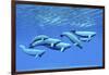 A Pod of Beluga Whales Swim Together Near the Surface-null-Framed Art Print