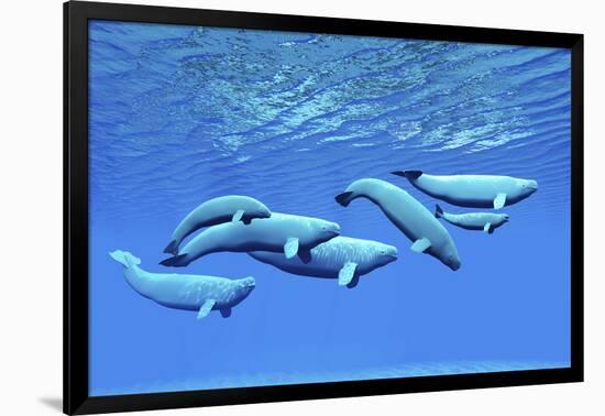 A Pod of Beluga Whales Swim Together Near the Surface-null-Framed Art Print